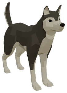 Husky pet